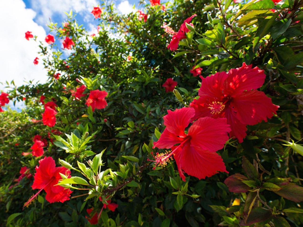 Sun Green Resort Hotel Ishigaki Ishigaki  Εξωτερικό φωτογραφία
